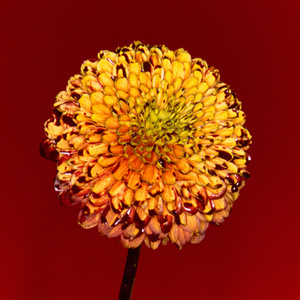 美女扒开尿口无遮挡教师厕所
